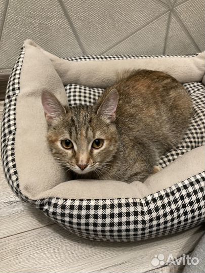 Маленькая кошечка 7 мес котенок ищет семью