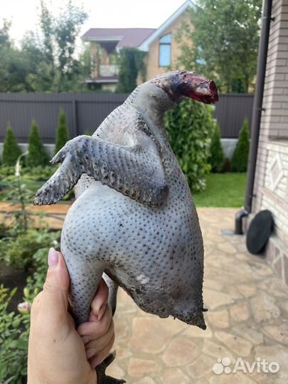 Петушок с черным мясом