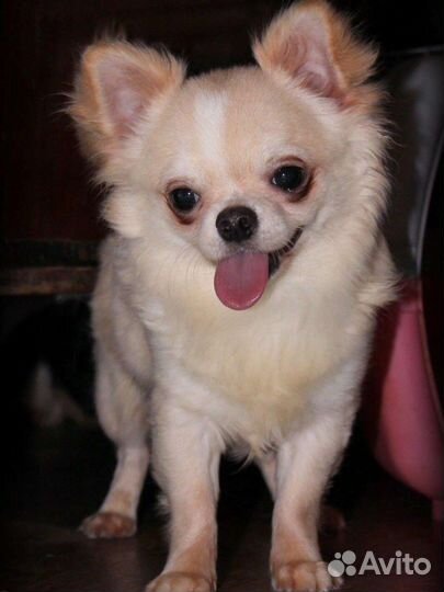 Очень красивые чихуахуа