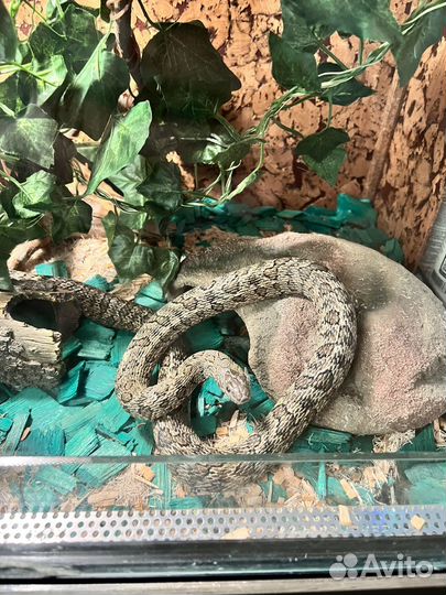 Узорчатый полоз с террирумом