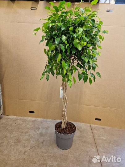 Фикус бенджамина Экзотика переплетенный ствол