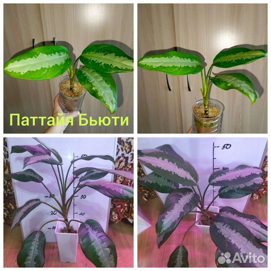 Аглаонемы тайские домашние
