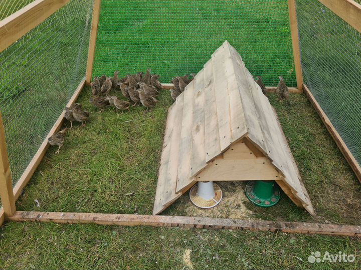 Птенцы серой куропатки