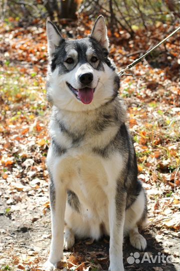 Сибирский хаски