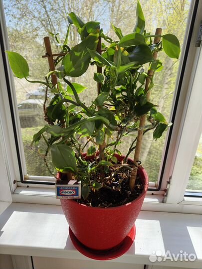 Домашние растения