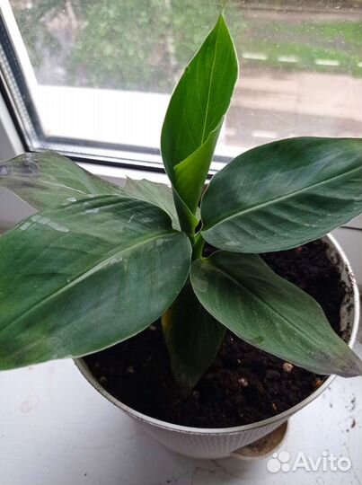 Карликовый банан, комнатный, плодоносящий