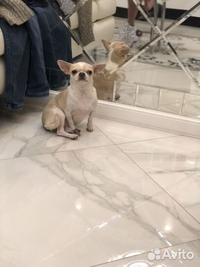 Передержка для собак