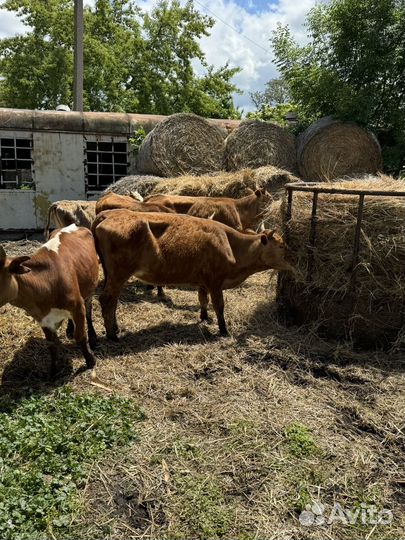 Коровы и телки