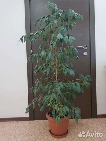 Фикус бенджамина 130см