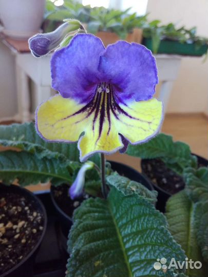 Стрептокарпусы. Комнатные цветы