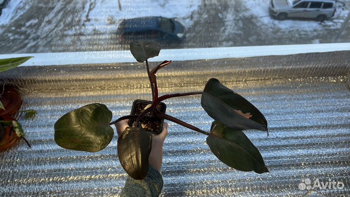 Филодендрон Пинк Принцес