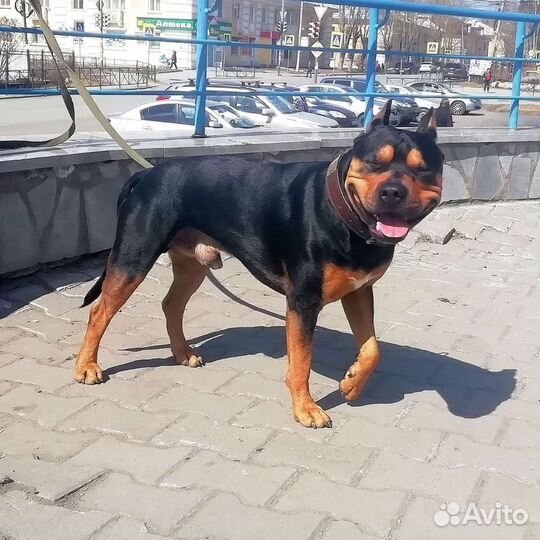 Питбуль вязка