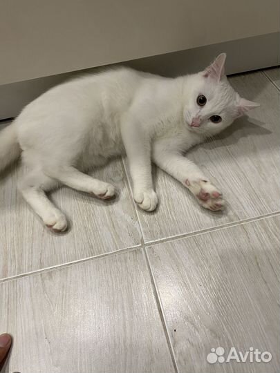 Котята в добрые руки бесплатно