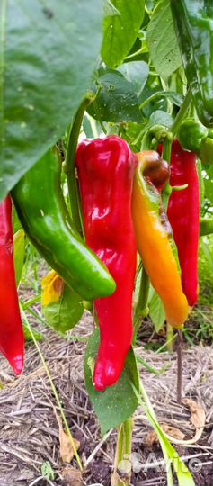 Семена сладких перцев