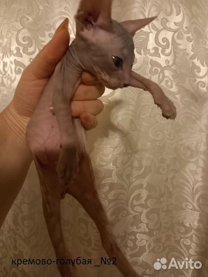 Донской сфинкс котята