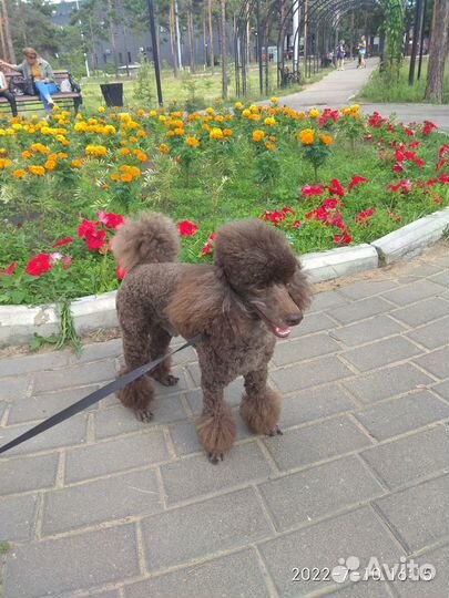 Карликовый пудель вязка