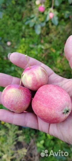 Яблоки ранетки