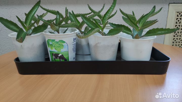 Каланхоэ лечебное