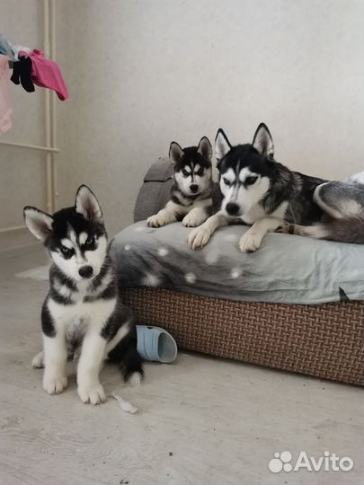 Сибирский хаски