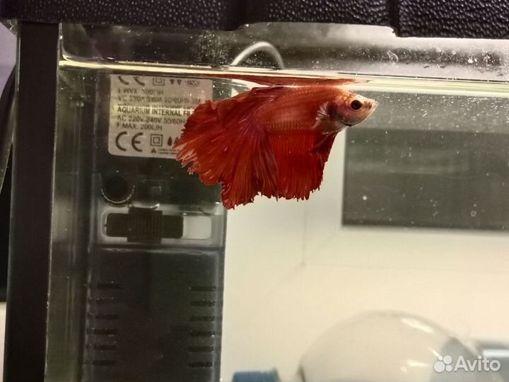 Петушок красный