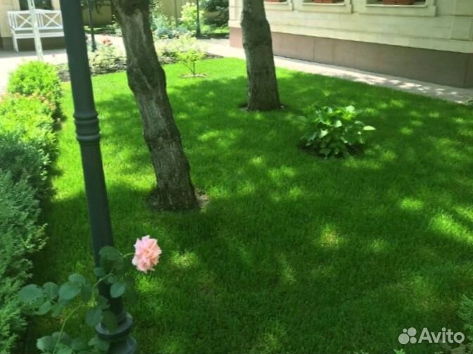 Рулонный газон от производителя