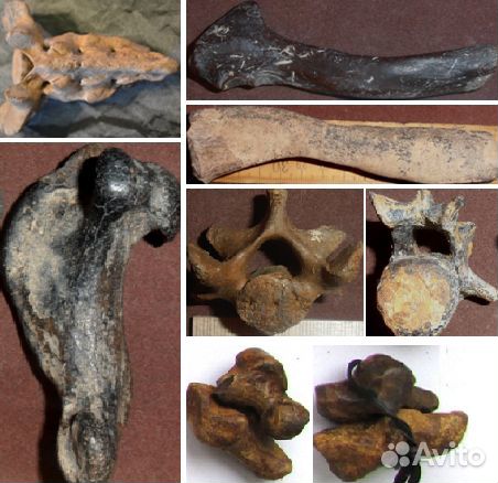 Тюлень Monachopsis, кит Cetotherium, дельфины