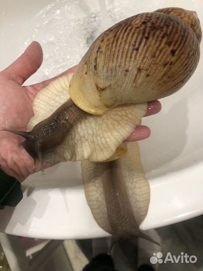 Улитки ахатины