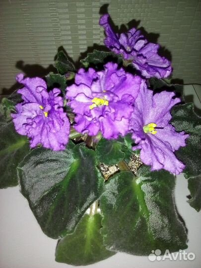 Фиалка сорт. Рассаж. детки, цветущие кусты