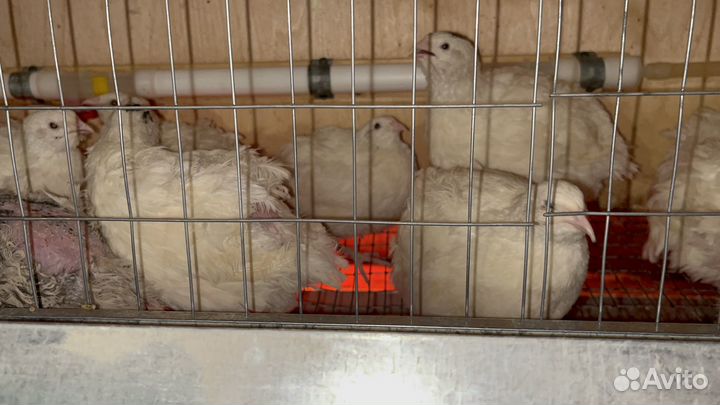 Перепела техасцы утяжеленные и фараон серебро