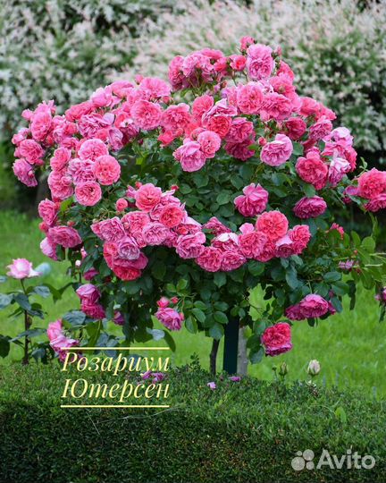 Розы на штамбе