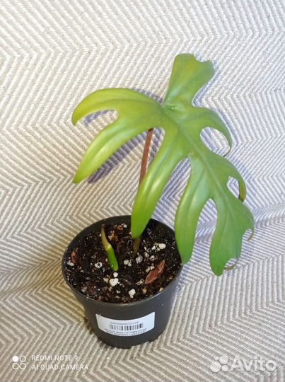 Филодендрон лучистый