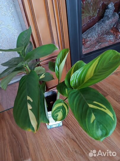 Ктенанта, фиалка