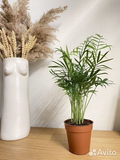 Пальма хамедорея