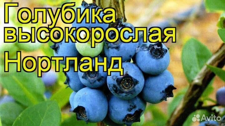 Голубика крупномеры 