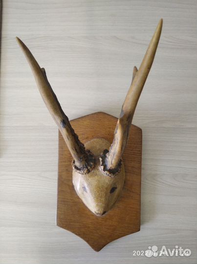 Рога косули на медальоне