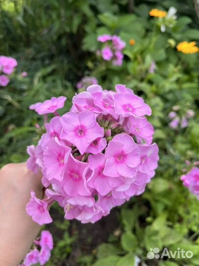 Флоксы разноцветные кустом