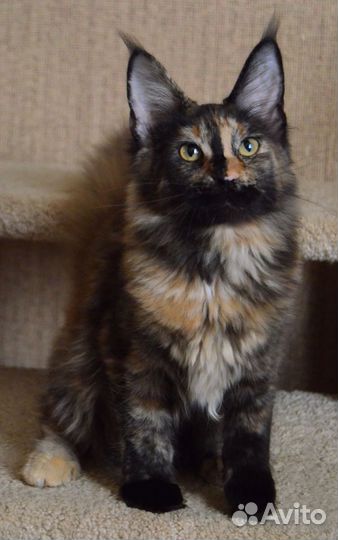 Девочка мейн-кун