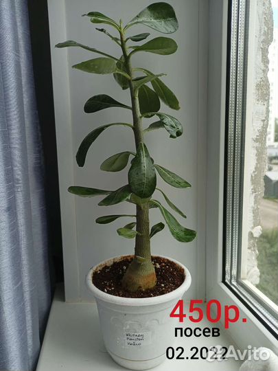 Адениум обесум (тучный)