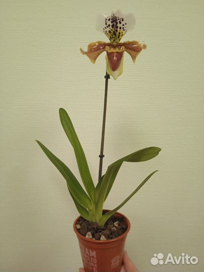 Орхидея фаленопсис сортовые