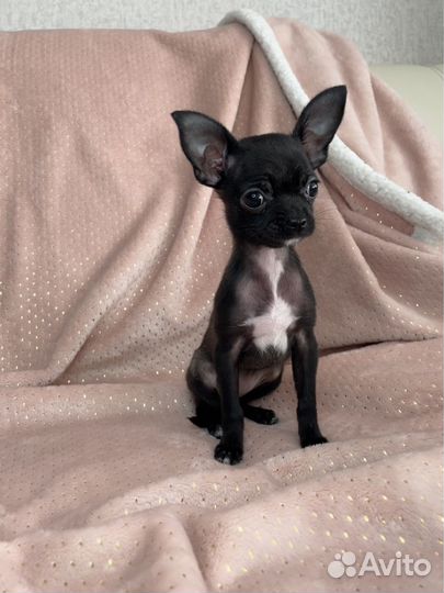 Щенки чихуахуа девочки