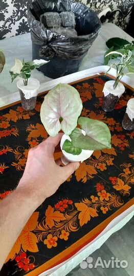 Растения в подарок