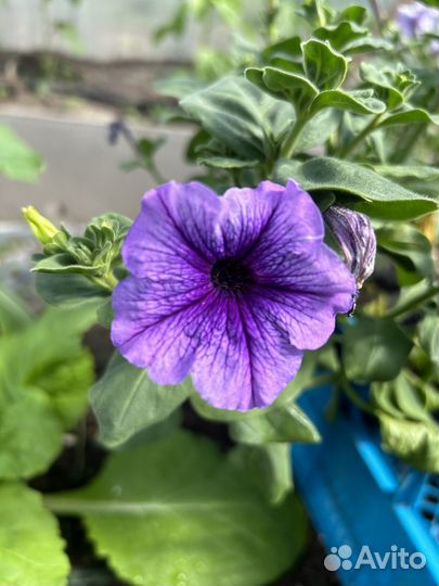 Петуния ампельная