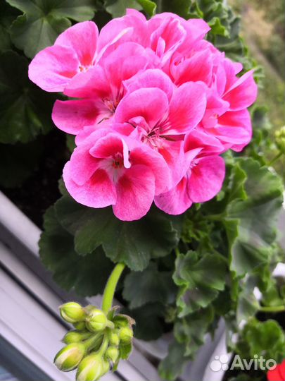 Герань пеларгония