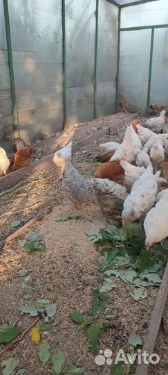 Породистые молодые петушки