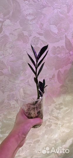 Замиокулькас Zamicro dark