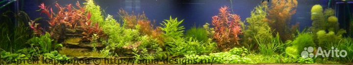 Аквариумные растения