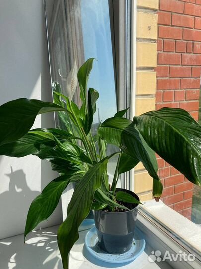 Продам цветы комнатные