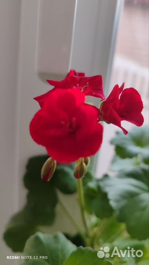 Пеларгония,герань, тëмно красная