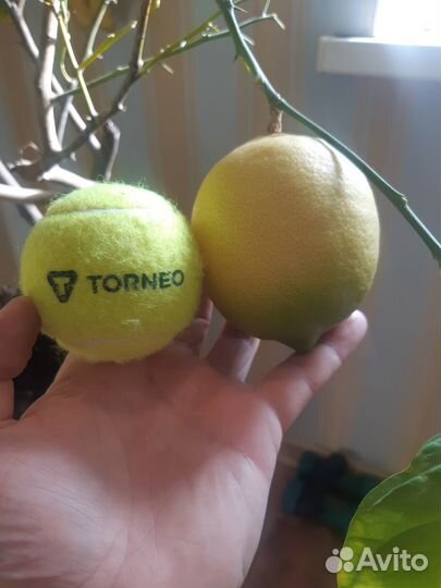 Саженцы лимона