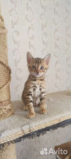 Бенгальские котята